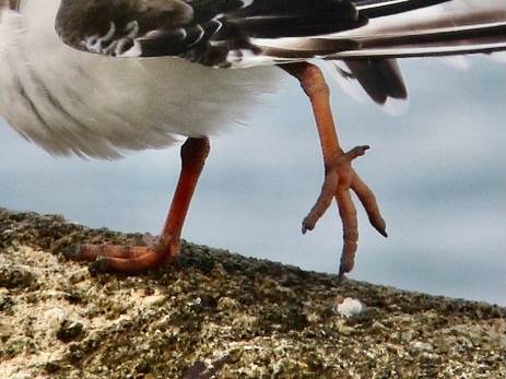 Arenaria interpres/ Vuelcapiedras Rojizo / Ruddy Turnstone by felixú is licensed under CC BY-SA 2.0.